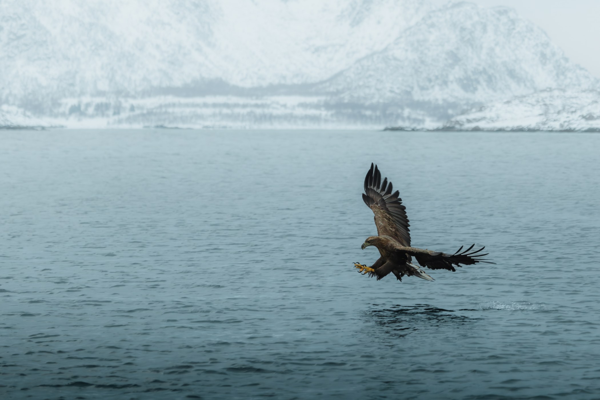 Havørn over fjorden